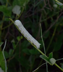 Proserpinus terlooii