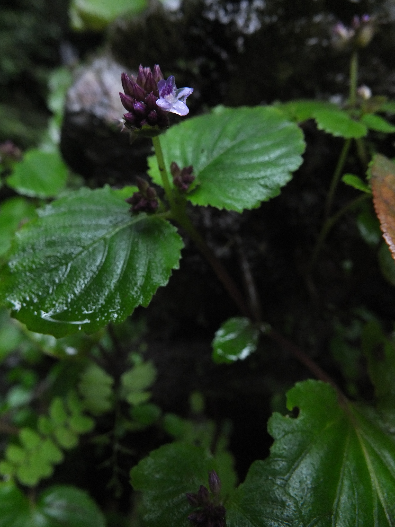 Epithema carnosum