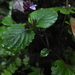 Epithema carnosum - Photo (c) Siddarth Machado, algunos derechos reservados (CC BY), subido por Siddarth Machado