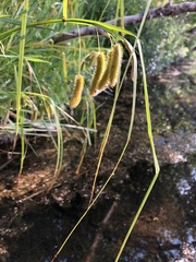 Carex pseudocyperus