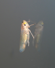 Phlogotettix cyclops