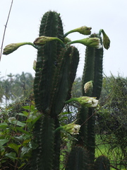 Cereus