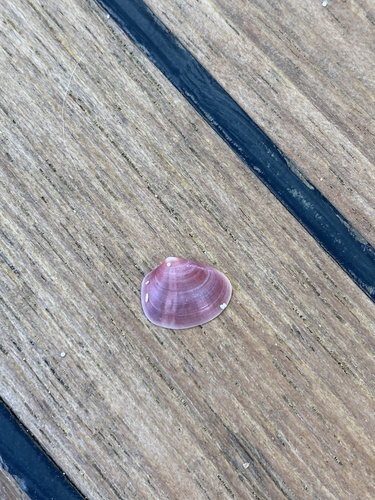 Heterodonax bimaculatus observed 2025-03-18