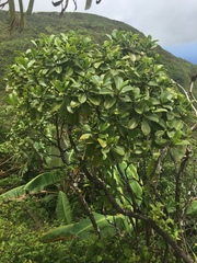 Psychotria mariniana