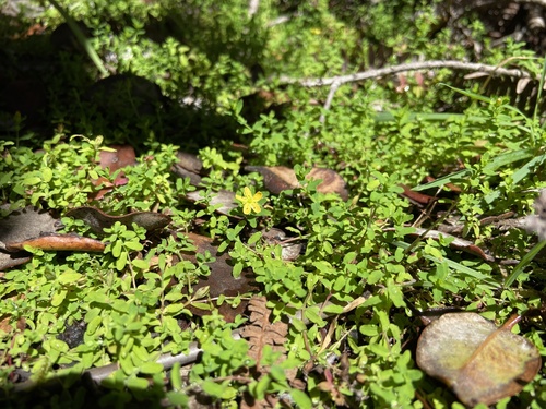 Oxalis corniculata observed 2025-03-18