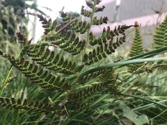 Deparia petersenii