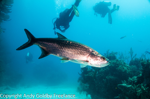 Atlantic Tarpon