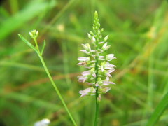Polygala hookeri