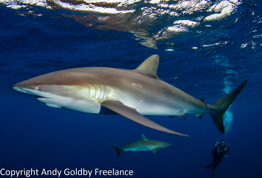 Silky Shark