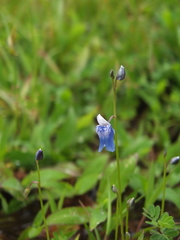 Utricularia albocaerulea