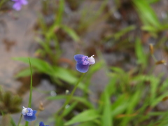 Utricularia albocaerulea
