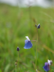 Utricularia albocaerulea