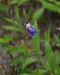 Utricularia albocaerulea
