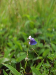 Utricularia albocaerulea