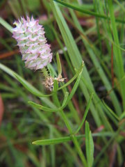 Polygala cruciata