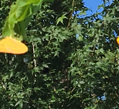 Phoebis philea
