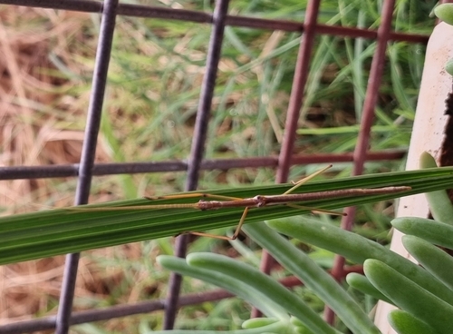 Sipyloidea similis