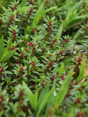 Rotala malampuzhensis