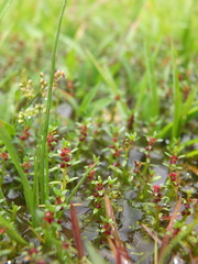 Rotala malampuzhensis