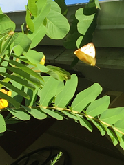 Phoebis philea
