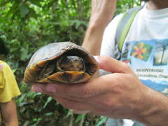 Kinosternon leucostomum