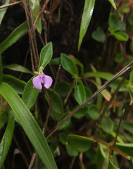 Impatiens minor