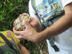 Kinosternon leucostomum