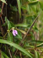 Impatiens minor