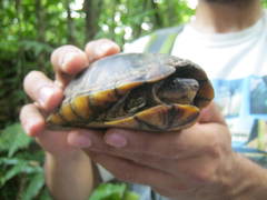 Kinosternon leucostomum