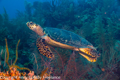 Hawksbill Sea Turtle