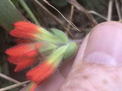 Castilleja litoralis