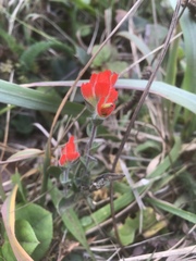 Castilleja litoralis