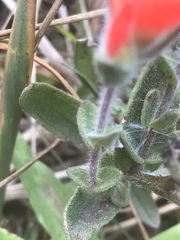 Castilleja litoralis