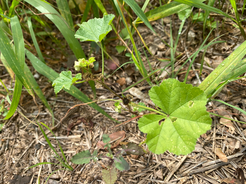 Malva parviflora observed 2025-03-18