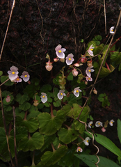 Begonia crenata