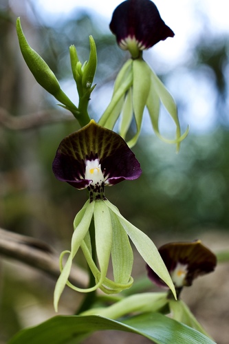 Prosthechea cochleata