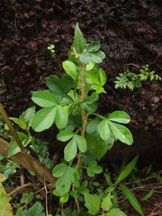 Naregamia alata