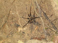 Ancylometes bogotensis