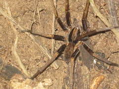 Ancylometes bogotensis