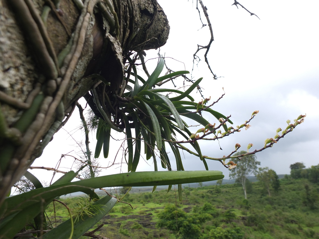 Aerides maculosa