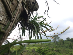 Aerides maculosa