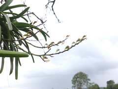 Aerides maculosa