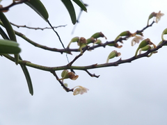 Aerides maculosa