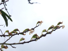 Aerides maculosa