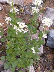 Cardamine cordifolia