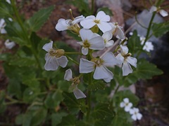 Cardamine cordifolia