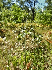 Sporobolus rigidus magnus