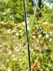 Sporobolus rigidus magnus