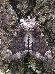 Catocala lacrymosa