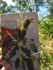 Sporobolus rigidus magnus